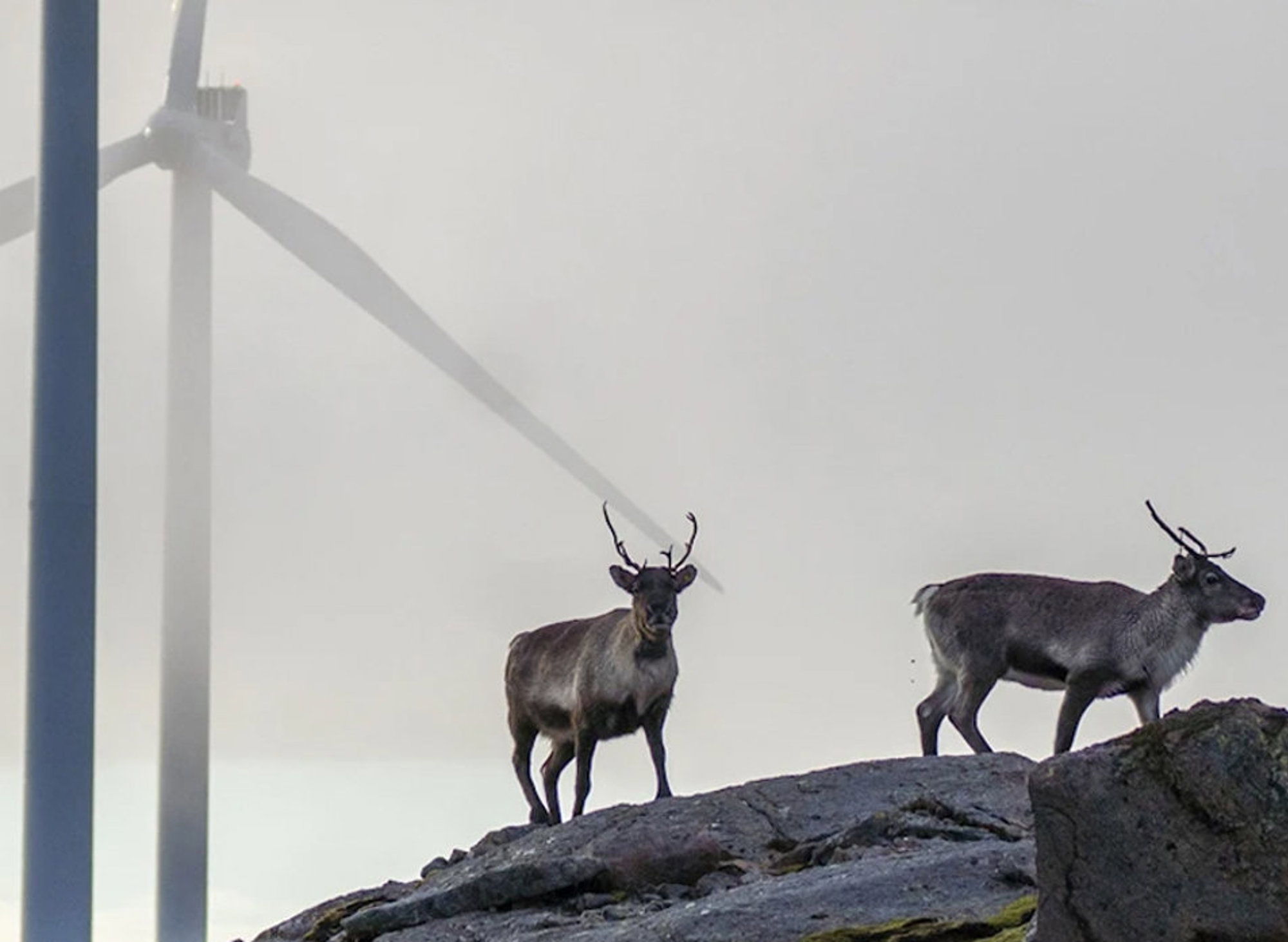 Två renar på klippor med vindkraftverk i bakgrunden.