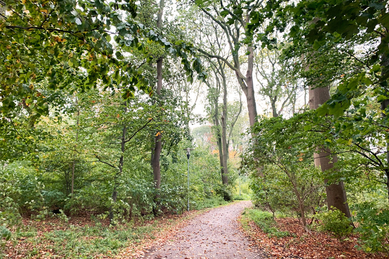 En stig täckt av löv mellan träd i en skog.