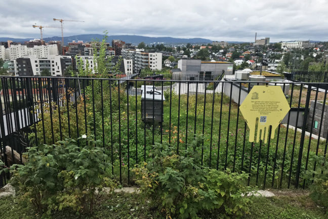 Biodling på takpark i Oslo
