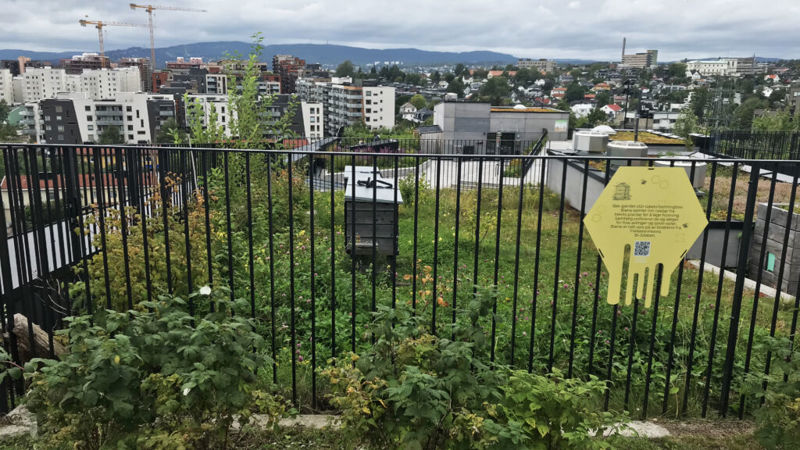 Biodling på takpark i Oslo