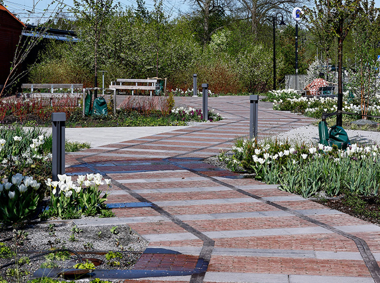 Stenlagd gång med vita tulpaner, grönska och en person i bakgrunden.